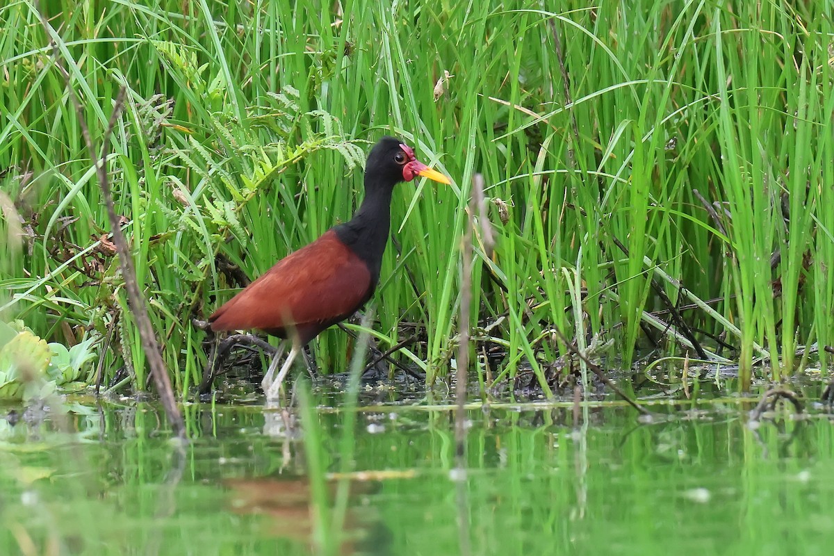 Wattled Jacana - ML646653738