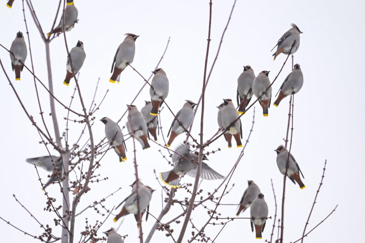 黃連雀 - ML646653739