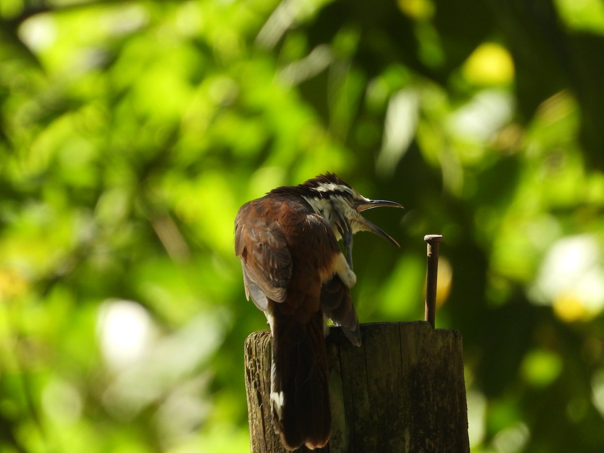 Bicolored Wren - ML646653740