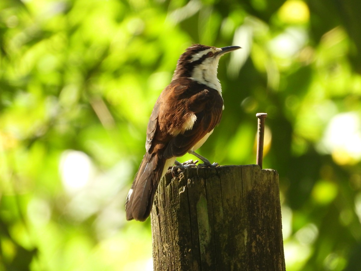 Bicolored Wren - ML646653741