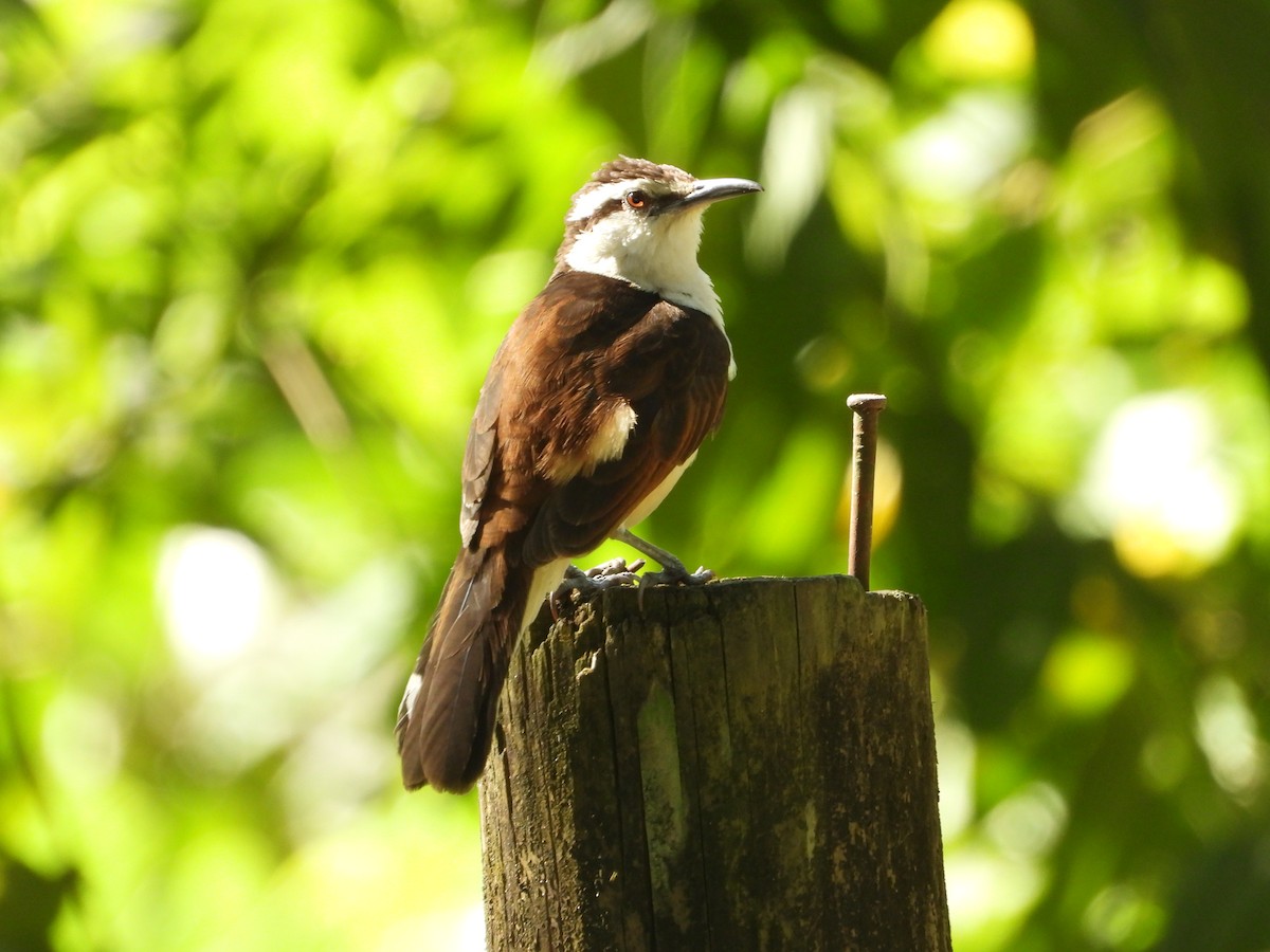 Bicolored Wren - ML646653742