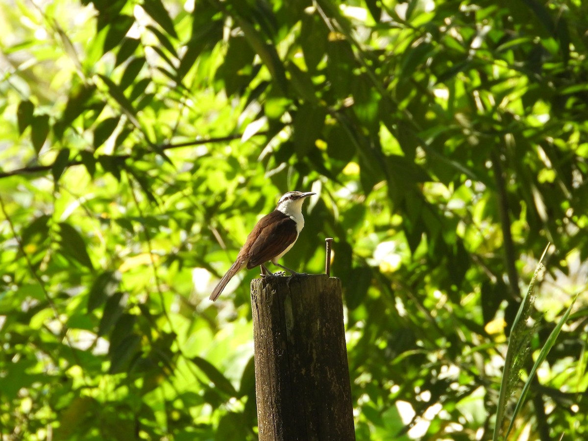Bicolored Wren - ML646653743