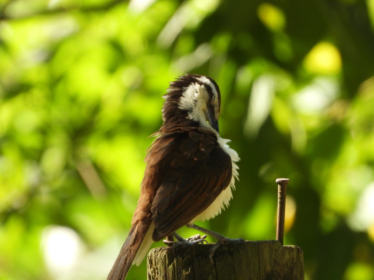 Bicolored Wren - ML646653744