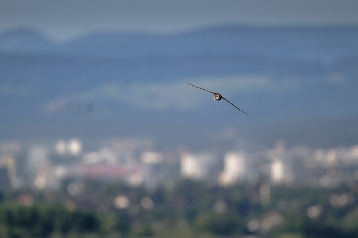 Malkar-sorbeltza - ML646653746