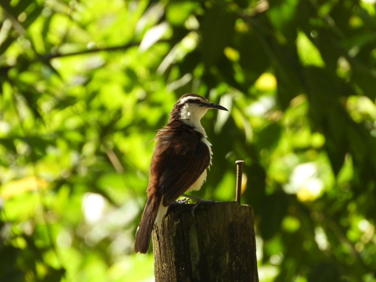 Bicolored Wren - ML646653747