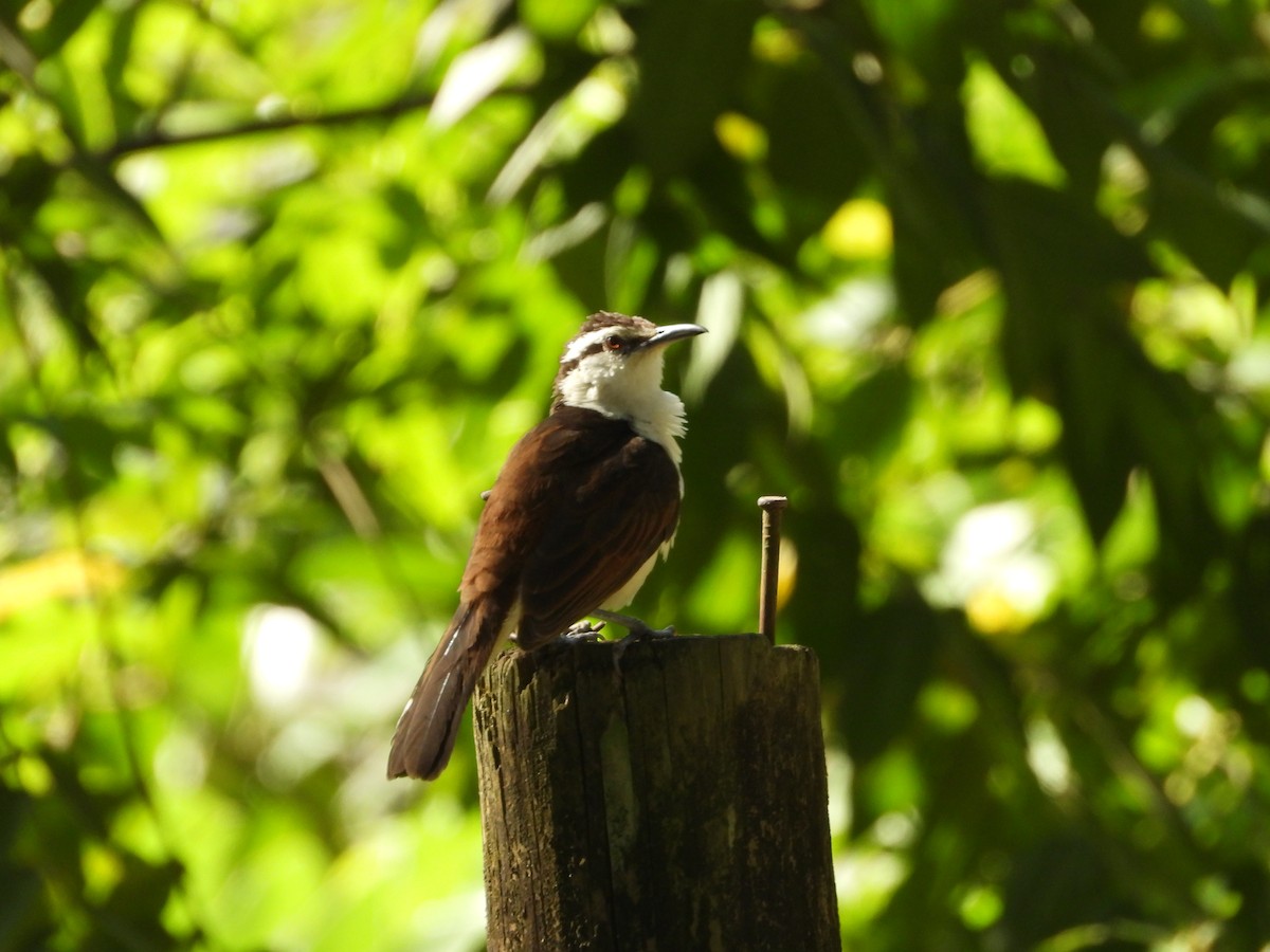 Bicolored Wren - ML646653749