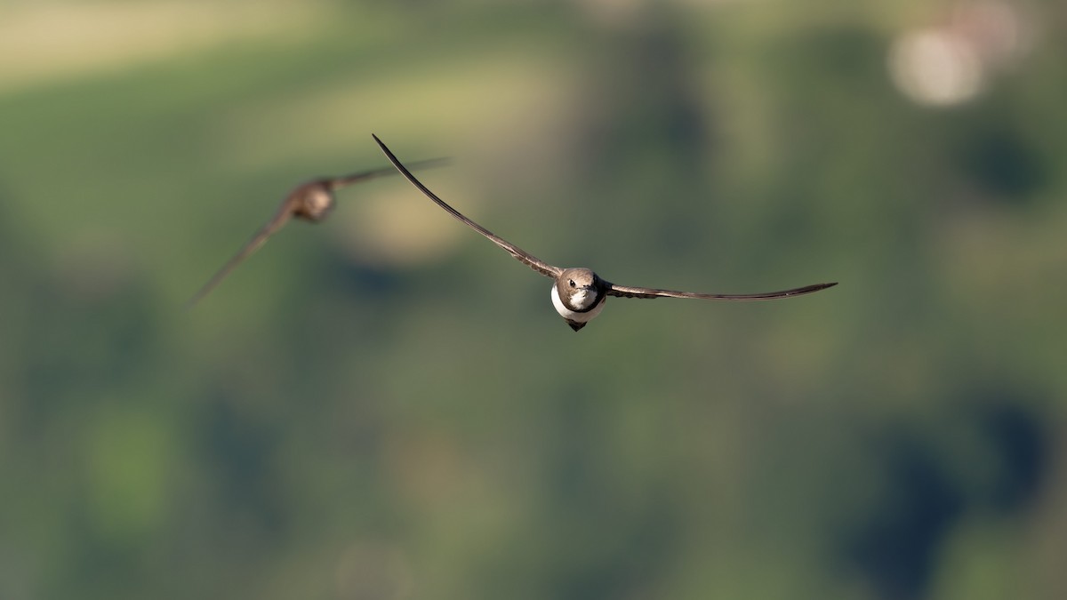 Malkar-sorbeltza - ML646653751