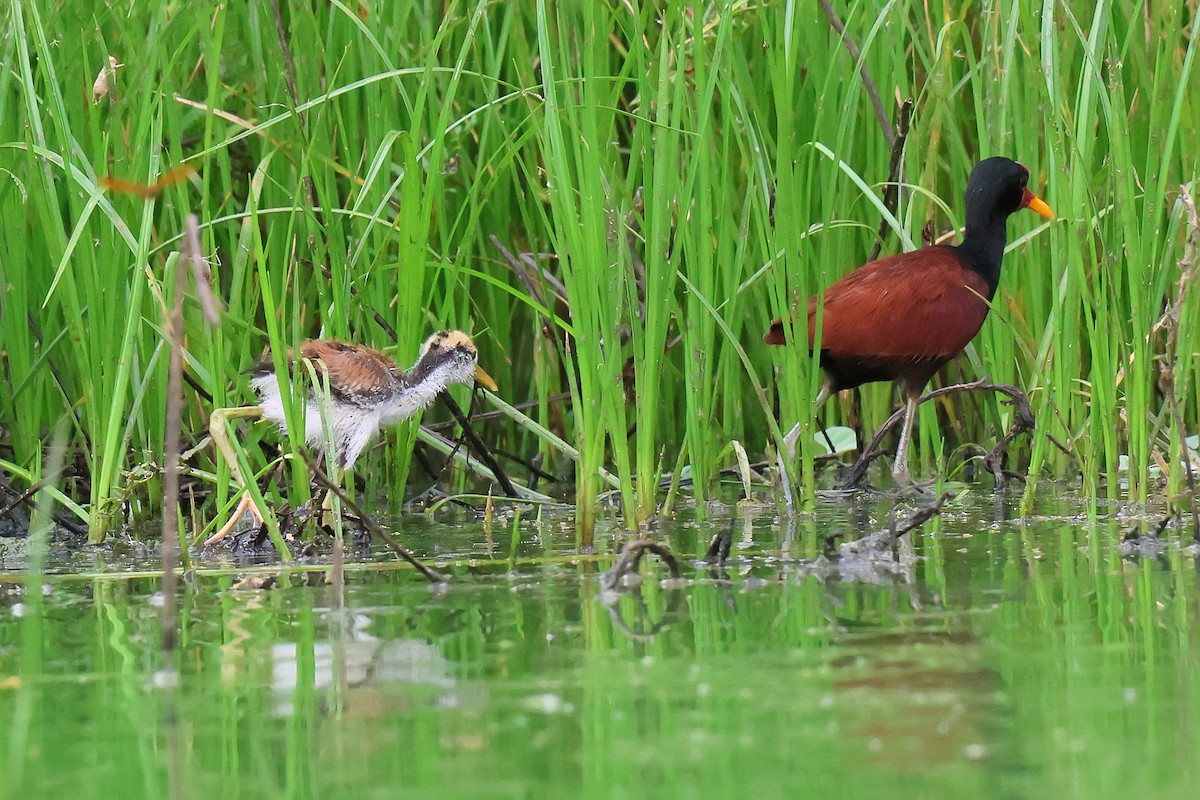Wattled Jacana - ML646653753
