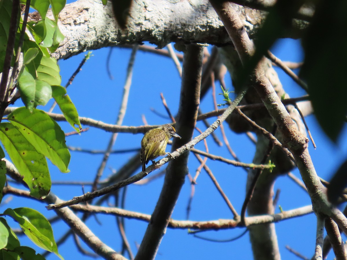 Добаш золотолобий - ML646653755