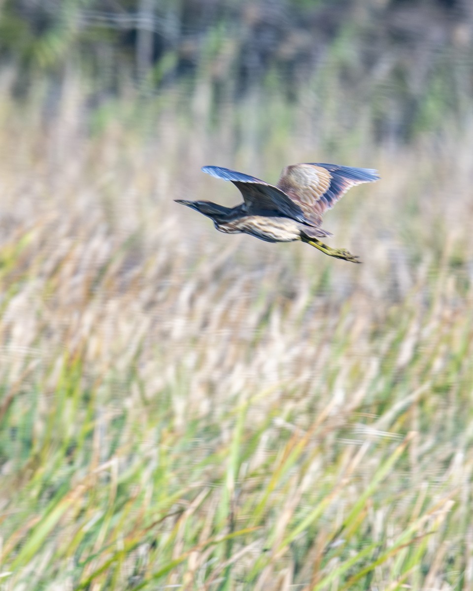 American Bittern - ML646653756