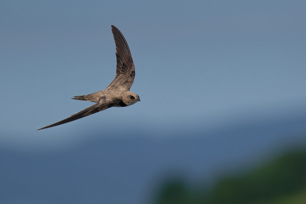 Malkar-sorbeltza - ML646653758