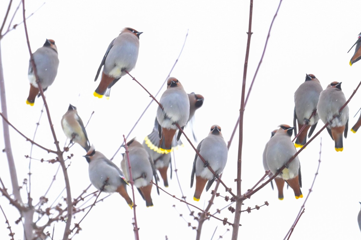 黃連雀 - ML646653760