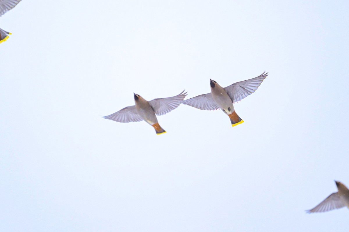 黃連雀 - ML646653762