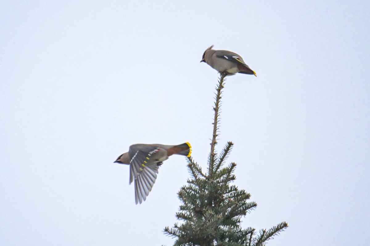 黃連雀 - ML646653764