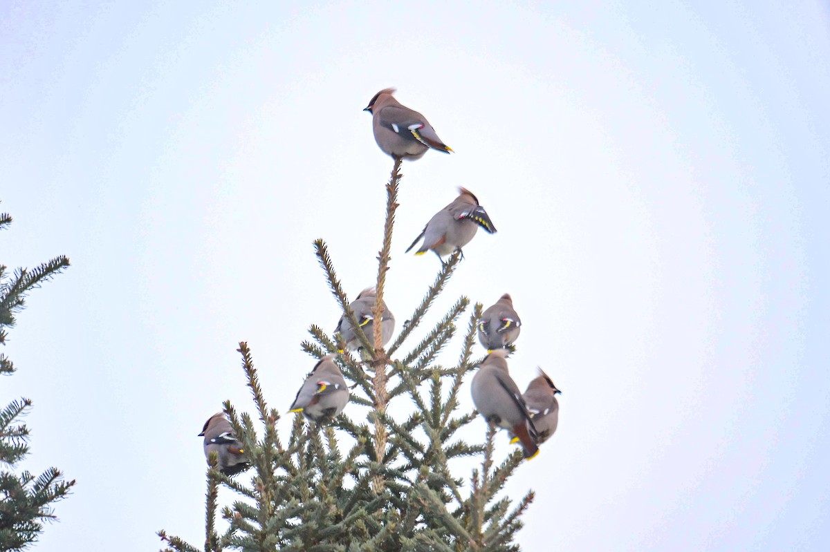 黃連雀 - ML646653765