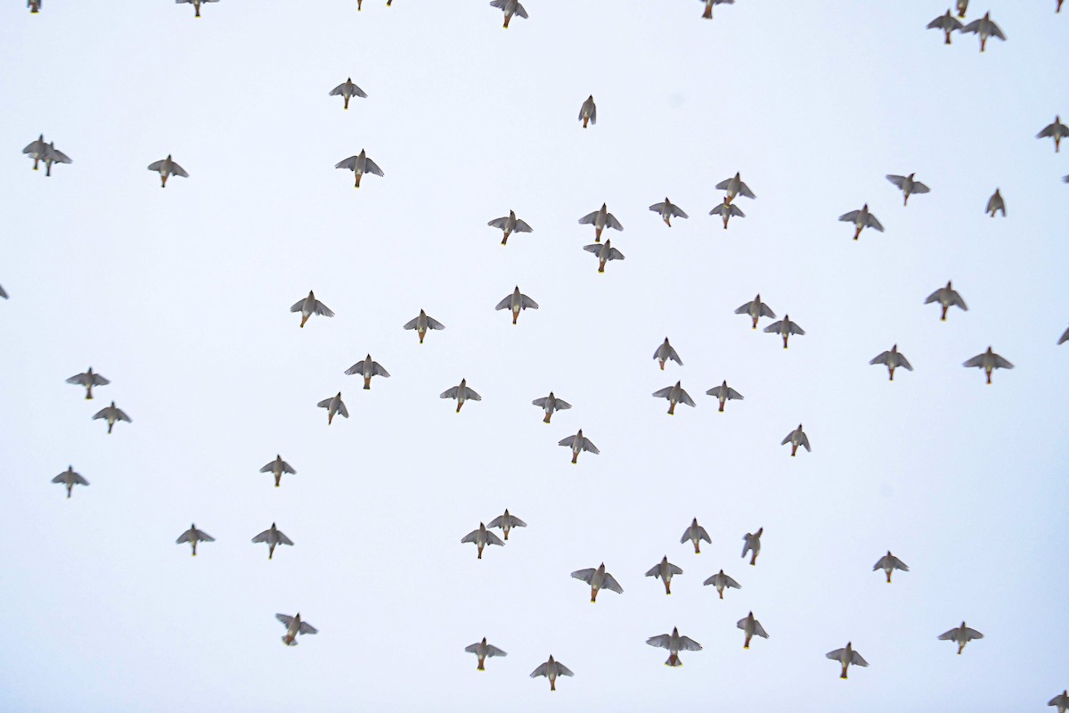 黃連雀 - ML646653766