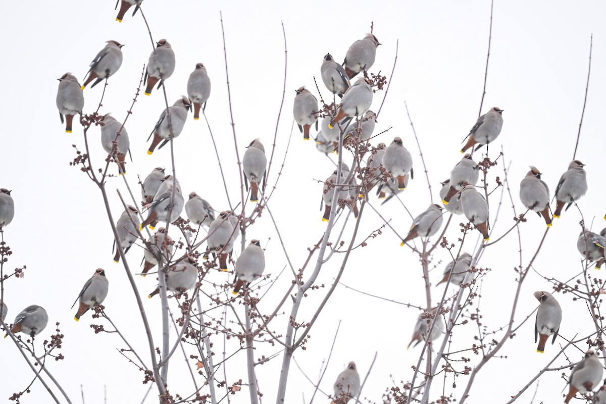 黃連雀 - ML646653767