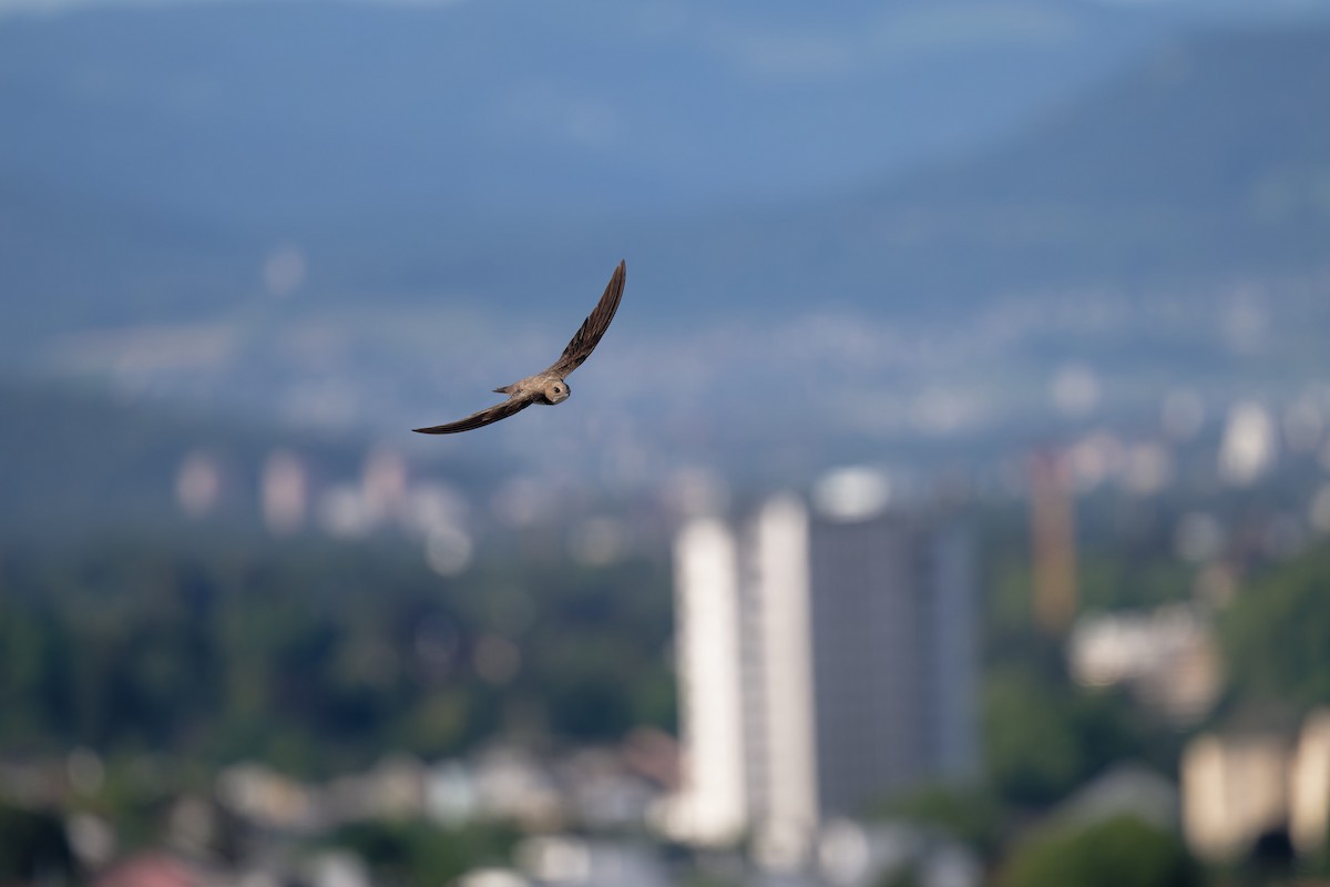 Malkar-sorbeltza - ML646653771