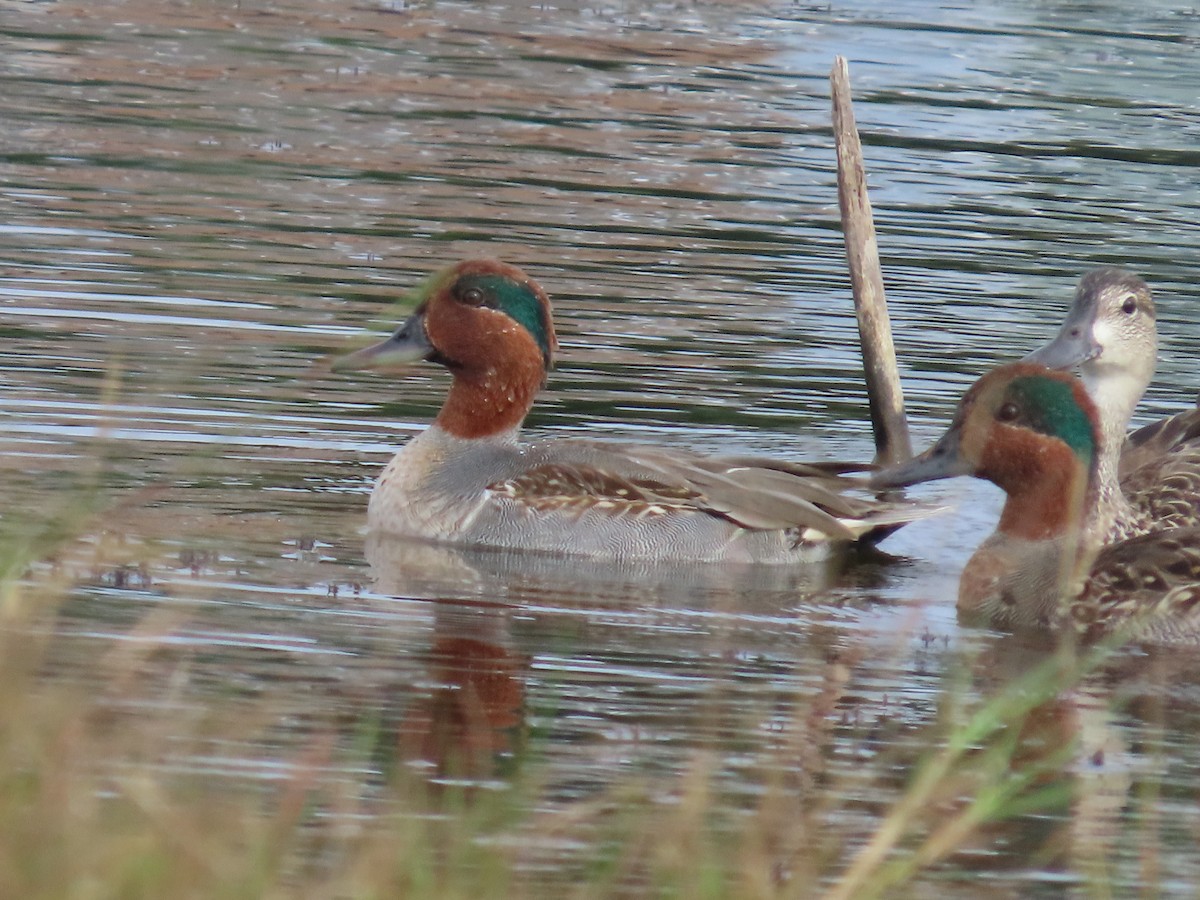 Alzavola - ML646653772