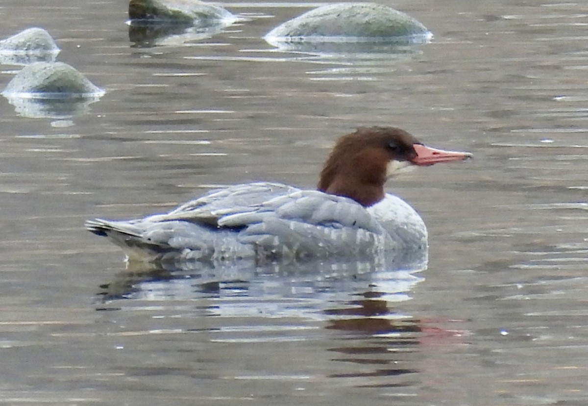 Common Merganser - ML646653773