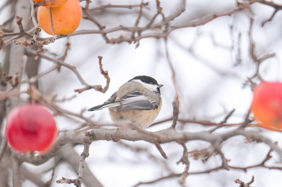 Black-capped Chickadee - ML646653775