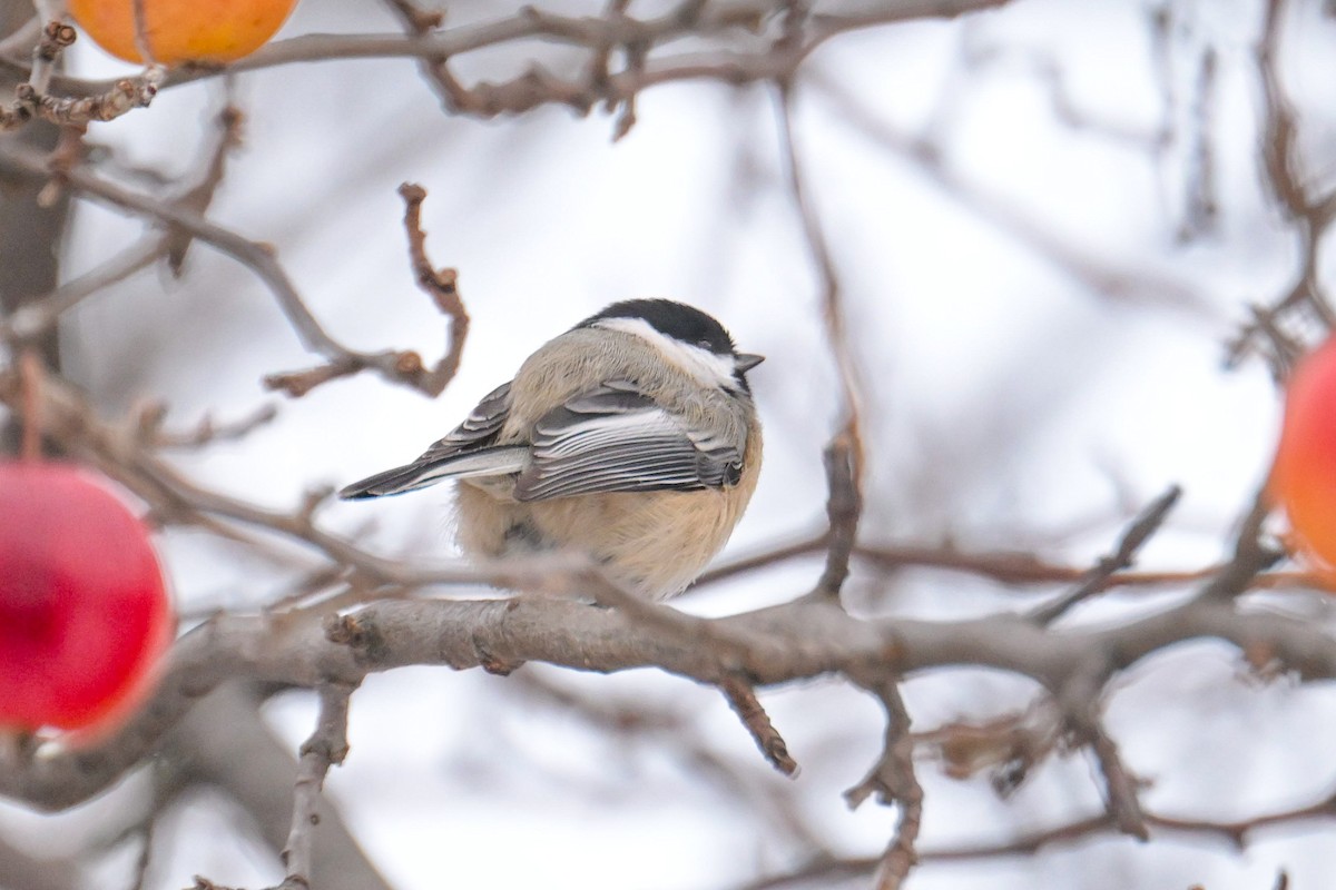 Black-capped Chickadee - ML646653776