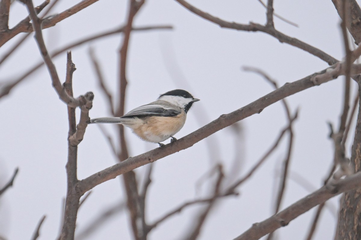 Black-capped Chickadee - ML646653777