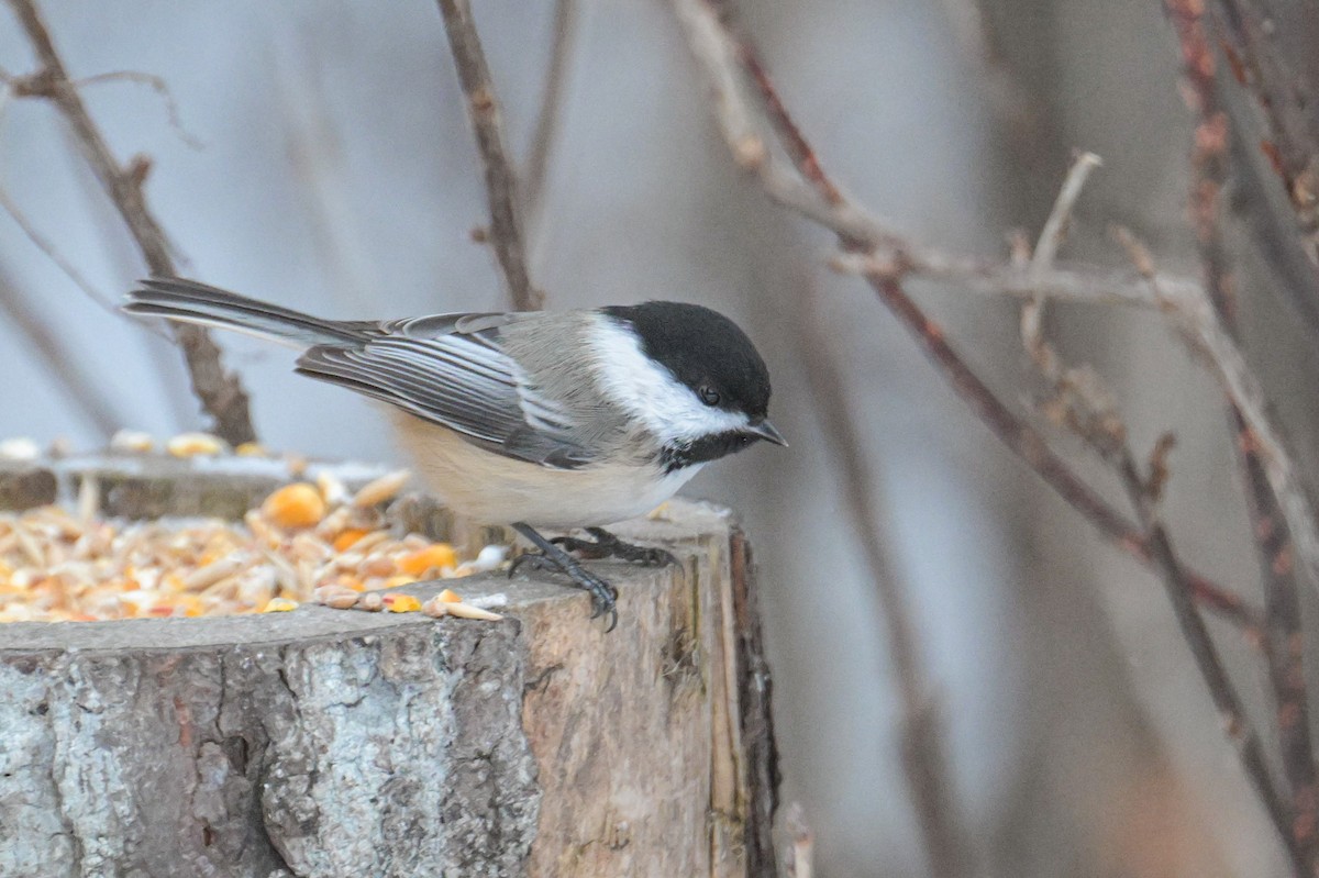 Black-capped Chickadee - ML646653778