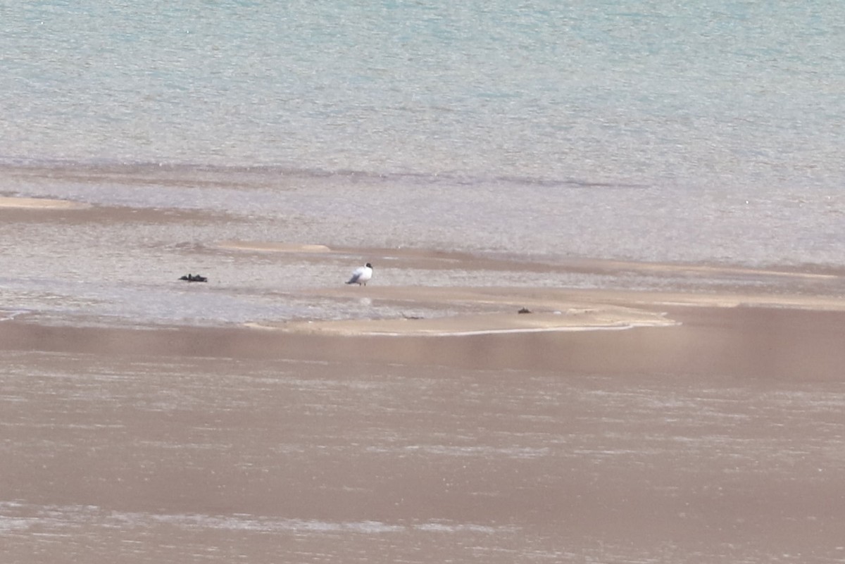 アンデスカモメ - ML646653779