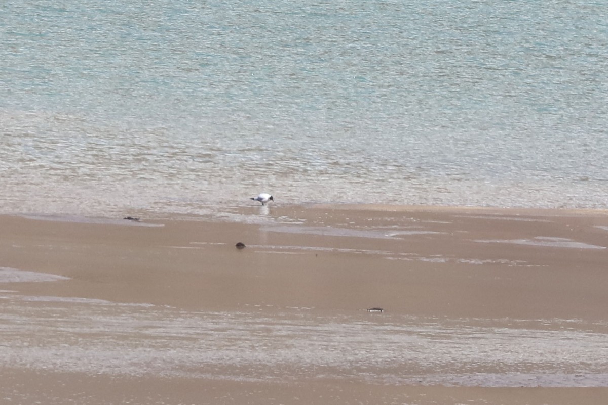 アンデスカモメ - ML646653780