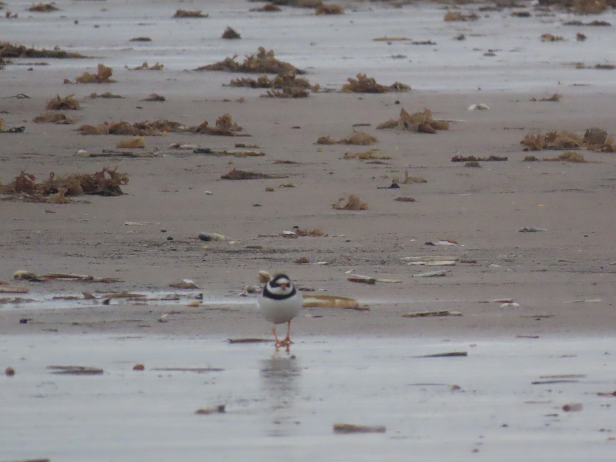 Halkalı Cılıbıt - ML646653781