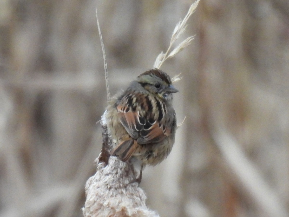 Swamp Sparrow - ML646653782