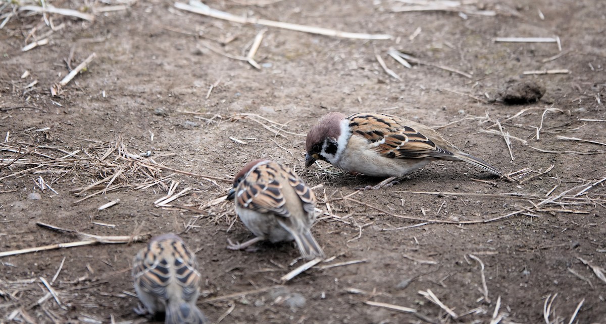 pilfink - ML646653786