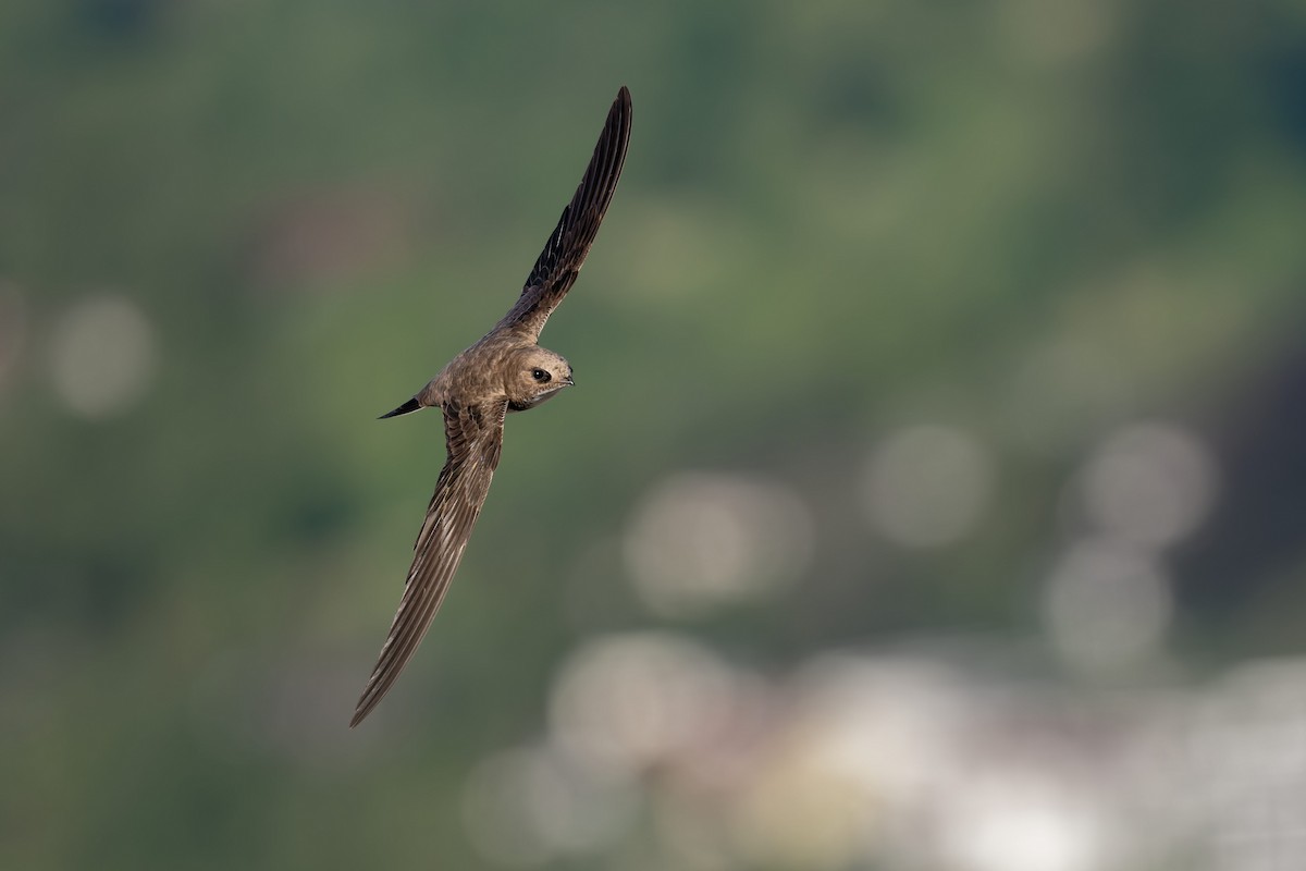 Malkar-sorbeltza - ML646653787