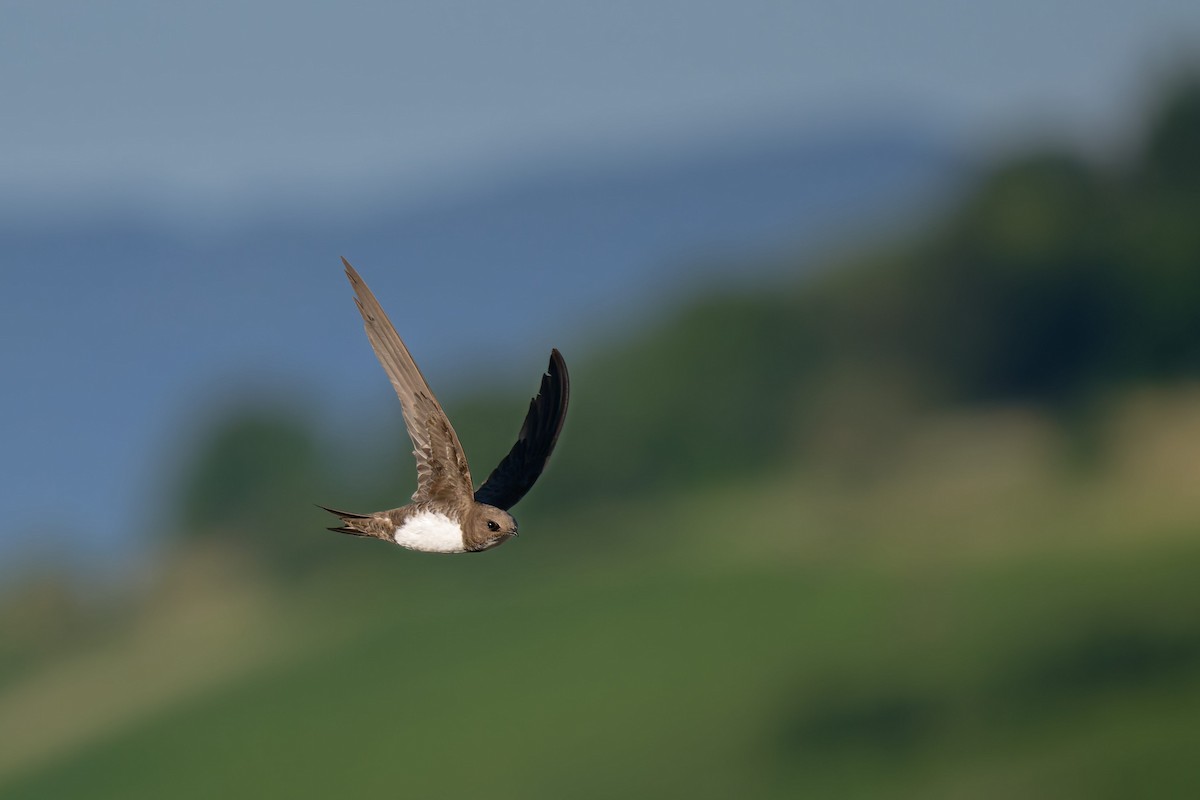 Malkar-sorbeltza - ML646653788