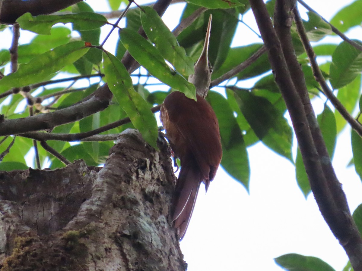 Дереволаз білогорлий - ML646653789