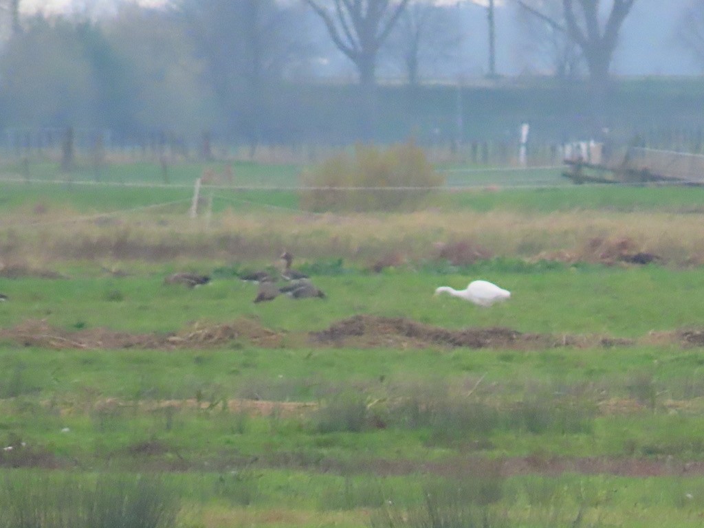 Гуска мала - ML646653790