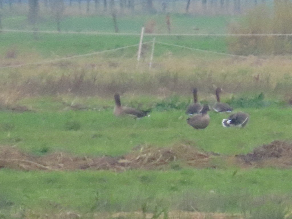 Гуска мала - ML646653791