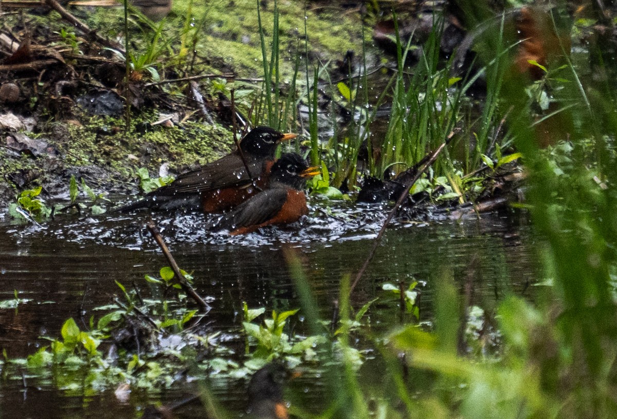 American Robin - ML646653793