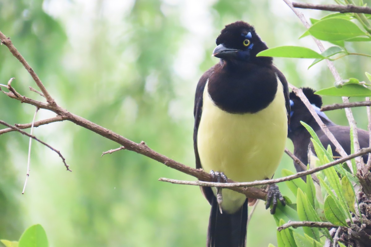 Plush-crested Jay - ML646653794
