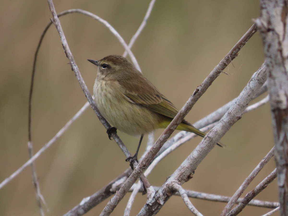 Palm Warbler - ML646653797