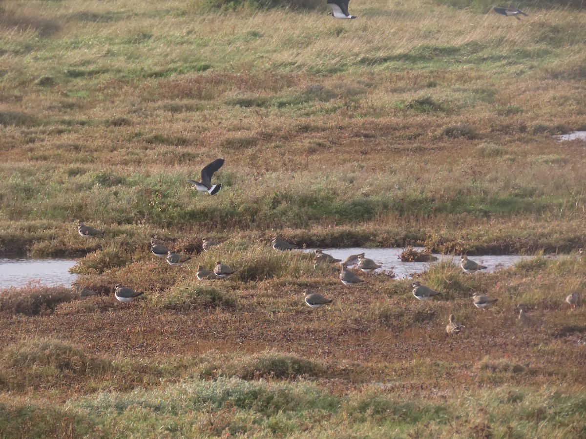 Kızkuşu - ML646653801