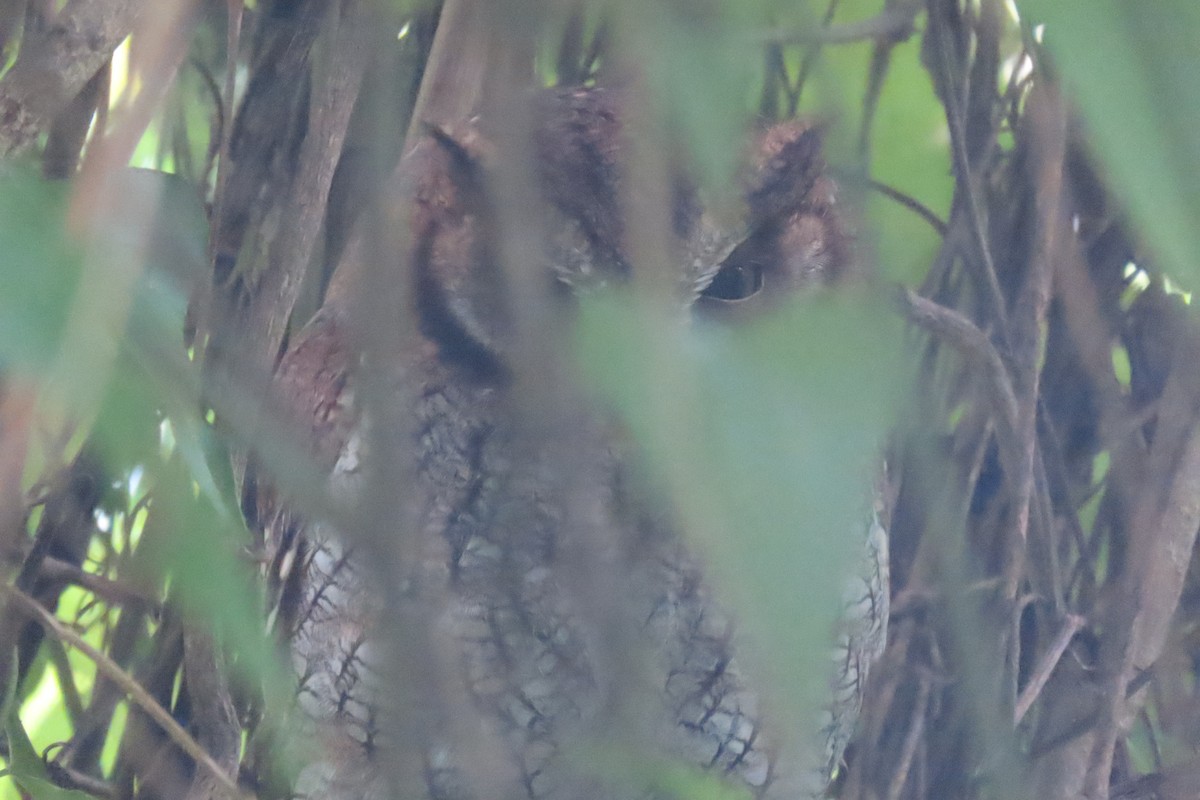 Tropical Screech-Owl - ML646653802