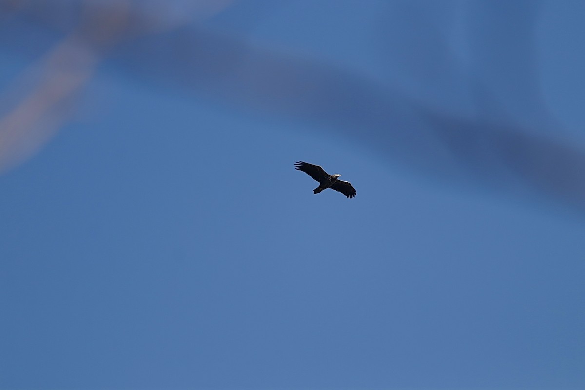 Itsas arrano buruzuria - ML646653805