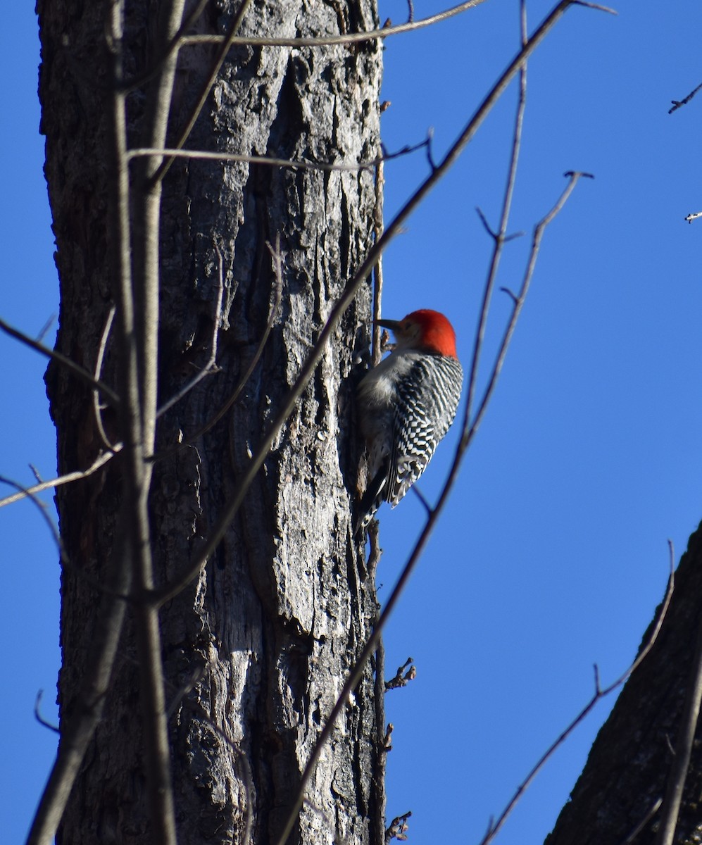 Red-bellied Woodpecker - ML646653808