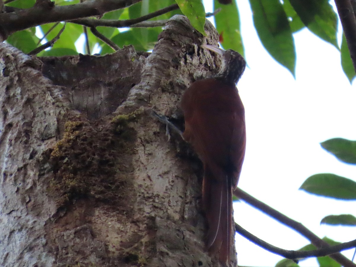 Дереволаз білогорлий - ML646653812