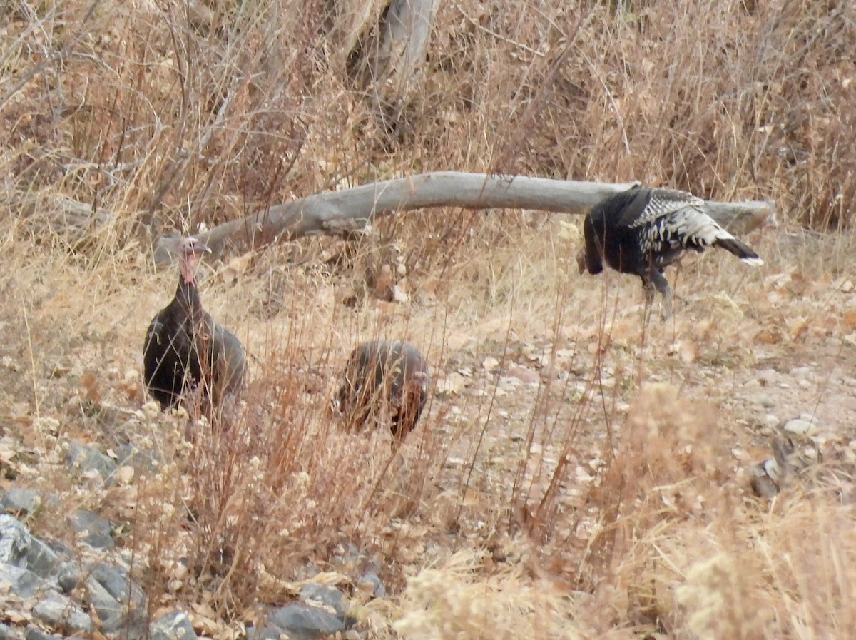 Wild Turkey - ML646653813