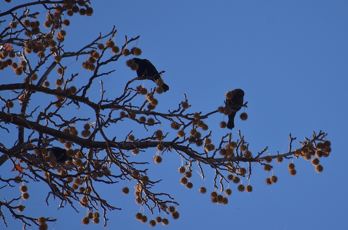 Red-winged Blackbird (Red-winged) - ML646653814