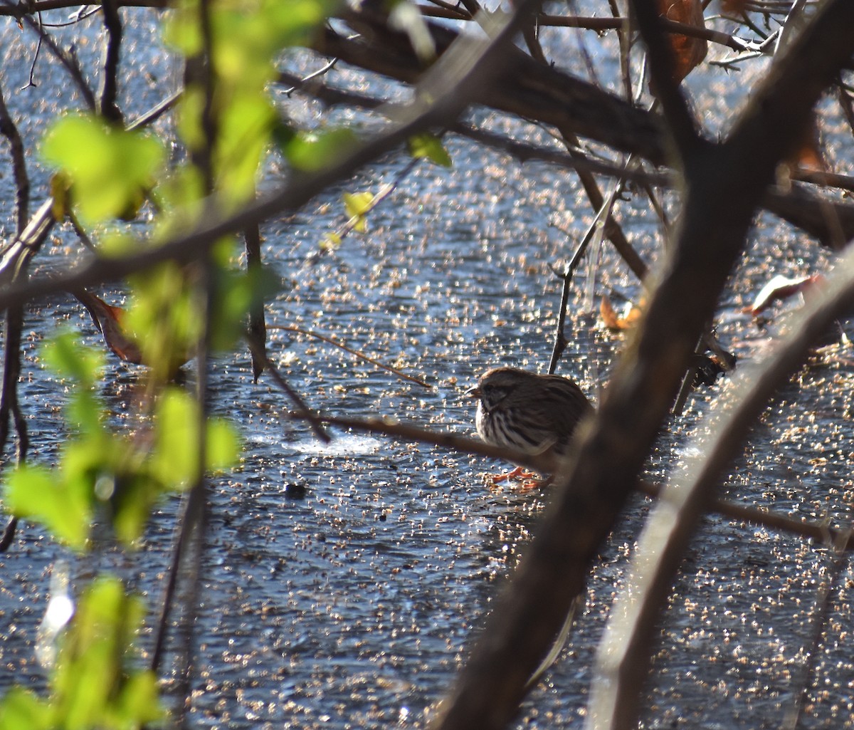 Song Sparrow (melodia/atlantica) - ML646653816