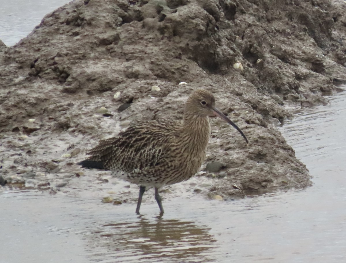 Kervançulluğu - ML646653817